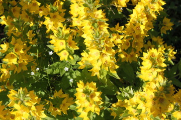 field of yellow flowers