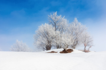 tees in hoarfrost on a snow covered meadow. fantastic winter scenery on a misty morning weather with blue sky. minimalism concept in fairy tale landscape