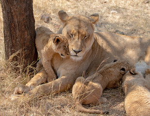 Lion mother with hungry nursing cubs in in South Africa