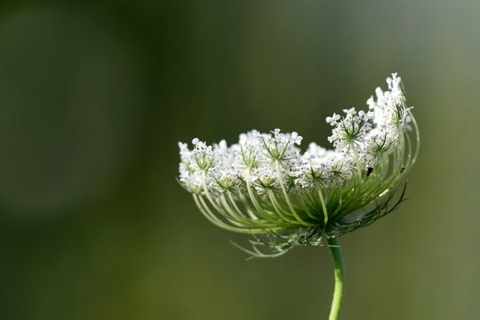 Wilde Möhre (Daucus carota) - wild carrot