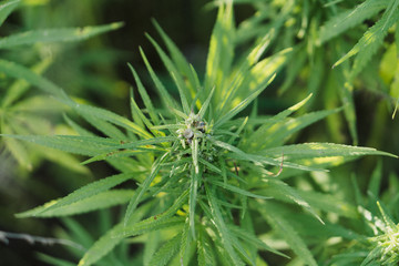 Close up photo of marijuana plant at outdoor cannabis farm field. Hemp plants used for CBD and health