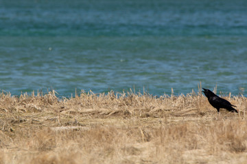crow cawing by river