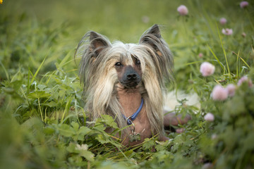 Portrait of beautiful hairless Chinese Crested Dog lying in the field in summer at sunset