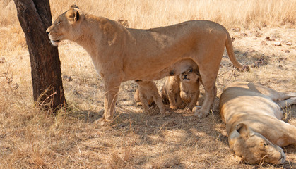 Lioness mother with nursing cubs in in South Africa