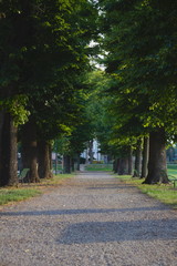 A beautiful alley with large trees, a path with small stones, bright greenery, summer, morning, tall deciduous trees