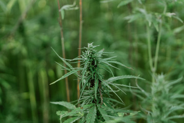 Close up photo of marijuana plant at outdoor cannabis farm field. Hemp plants used for CBD and health