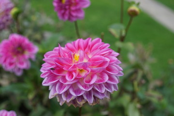 Dahlien,Dahlia,Onesta