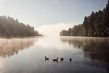 Fototapeta na wymiar Morning fog over Willamette River seen from George Rogers Park in Lake Oswego, Oregon.