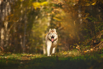 Image of crazy and happy dog breed Siberian husky running on the path in the bright golden autumn forest in backlight