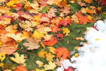 Autumn leaves and early snowfall