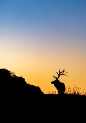 Crédence de cuisine en verre imprimé Couleur miel Bull Elk Sunset Silhouette au sommet d& 39 une montagne