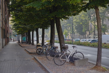 Fototapeta na wymiar European street, sidewalk, a row of trees, neatly parked trees. Summer, Italy