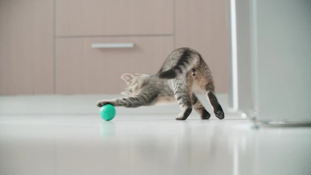 Small kitten doing funny pose while playing with a ball 4K. Long shot slow motion tracking a small cat around the apartment playing with small ball.