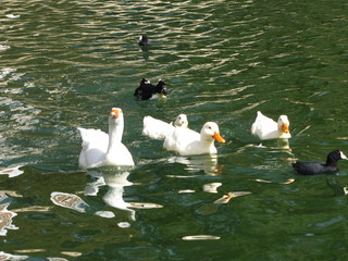 Patos Mexicanos en lago de Puebla