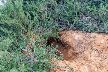Unfinished foxy burrow