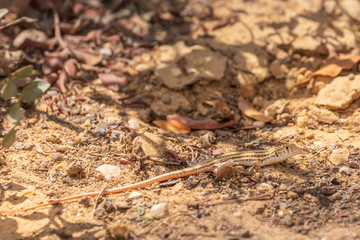 Small camouflaged lizard