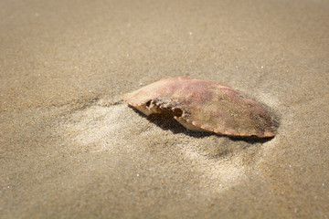 crab shell in beach sand