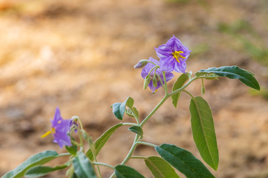 Green bush with blue flowers in a desert