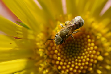 пчела на цветке в солнечный день 
