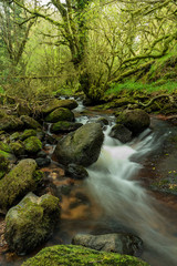 mountain stream flowing over moss covered rocks and boulders and through lavish undergrowth in dense green mountain woodland 