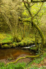 mountain stream flows through a moss covered woodland of trees and grasses framed by a moss adorned tree