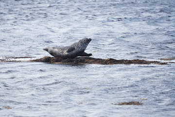 Fototapeta premium Harbor Seal in Ytri Tunga, Iceland