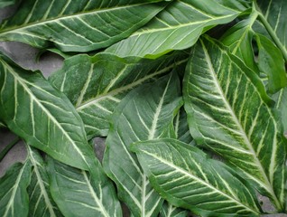 Syngonium podophyllum.Leaves of money flow.Syngonium podophyllum texture.