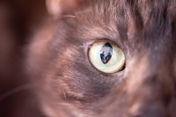Close up of a cat eye