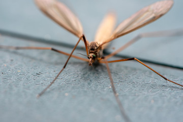 Still crane fly