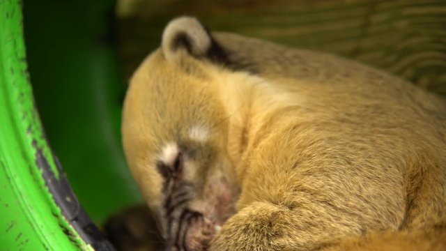 Nasua raccoon licks itself. Raccoon with a big nose sits