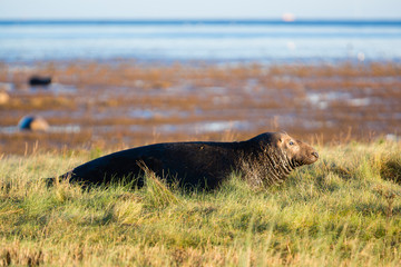 Donna Nook National Nature Reserve, Lincolnshire. An adult female seal in habitat.