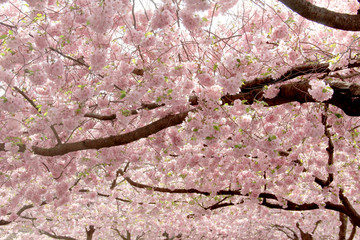 Sakura flowers in spring against the blue sky. Natural background