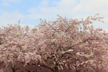 Sakura flowers in spring against the blue sky. Natural background