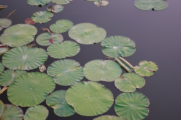 Large leaves from a lily on the dark water of a lake, drops of water on the leaves from lilies