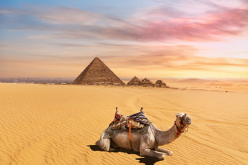 Cute camel in front of the Menkaure Pyramid complex, Giza, Cairo, Egypt - Powered by Adobe