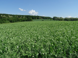 Field of vegetables with trees in the background in Germany