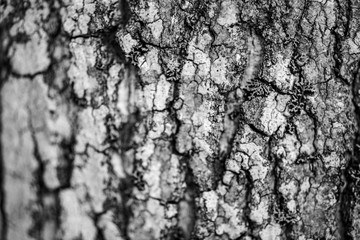 Pine bark from close up