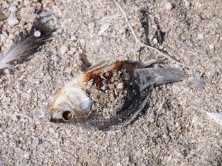Dead Fish