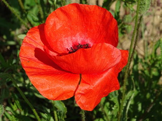 Red blossom of Papaver rhoeas spotted on meadow on sunny day