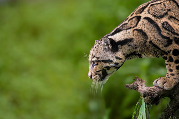 Cloded Leopard Seen at Gangtok Zoo,Sikkim,India