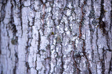 Fototapeta premium Pine bark from close up