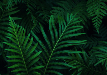 Background of the dark green leaves
