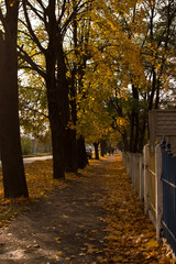 Naklejka premium Vallage streat in autumn