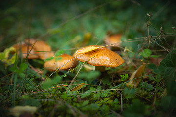 Mushrooms on grass with blurred background