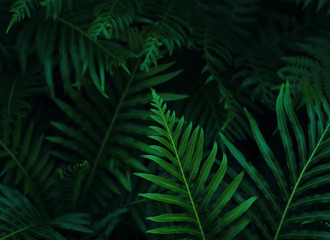 Naklejka na ściany i meble Background of the dark green leaves
