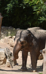Asiatischer Elefant