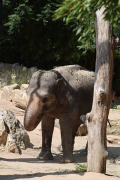 Asiatischer Elefant
