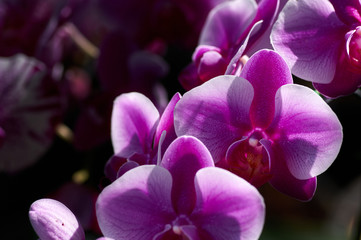 Fototapeta na wymiar Close-up view of pink orchid in bloom