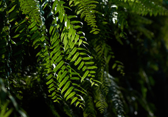 Green fern leaves in the tropical garden