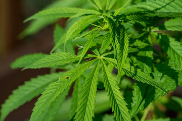 Detail of a marijuana plant